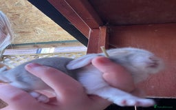 Mixed Breed rabbits for sale: Baby Rabbits for sale - Image 6