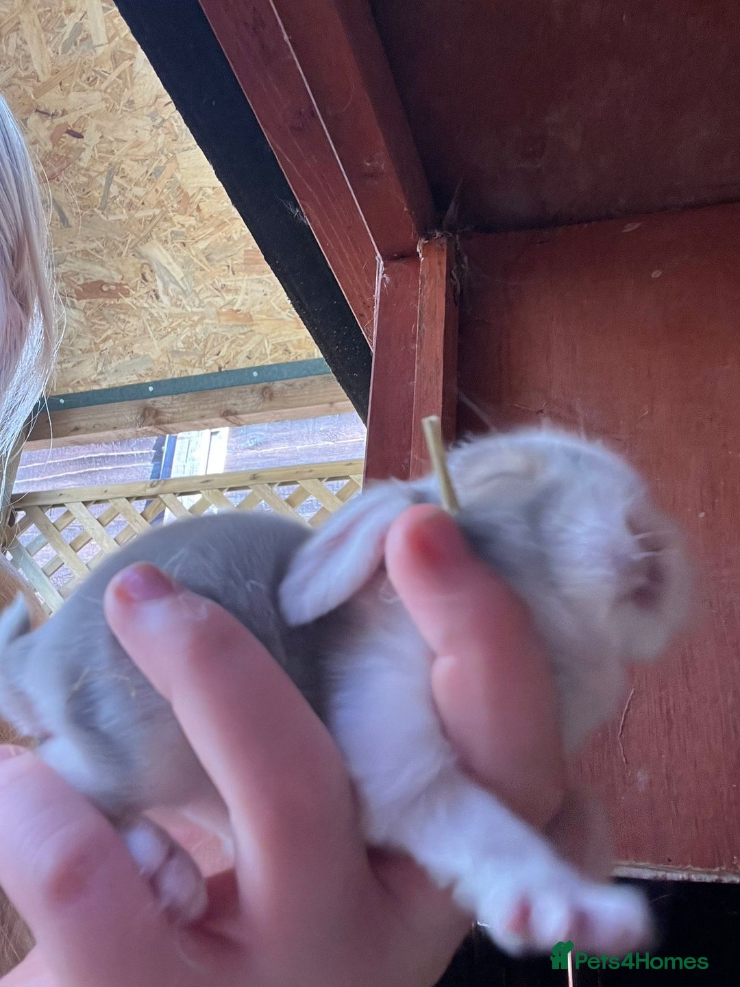 Mixed Breed rabbits for sale: Baby Rabbits for sale - Image 6