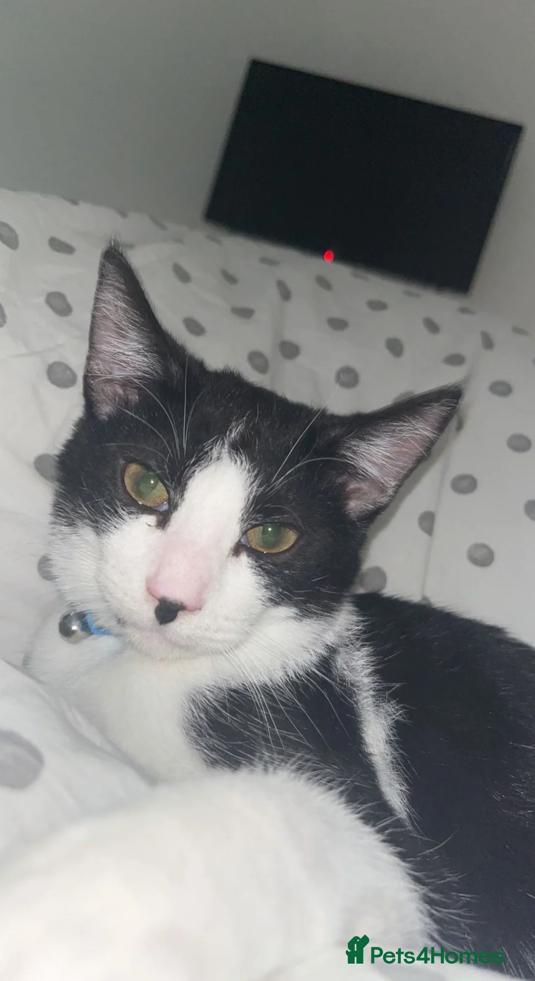 British Shorthair cats for sale: White & Black Male Cat - Advert 2