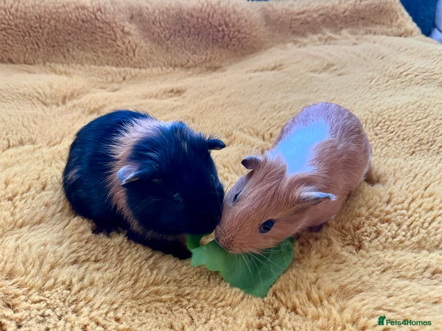 Guinea Pig rodents - Advert 18