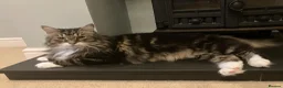 Mixed Breed cats for sale: Large loving male long haired tabby in Malvern - Advert 1
