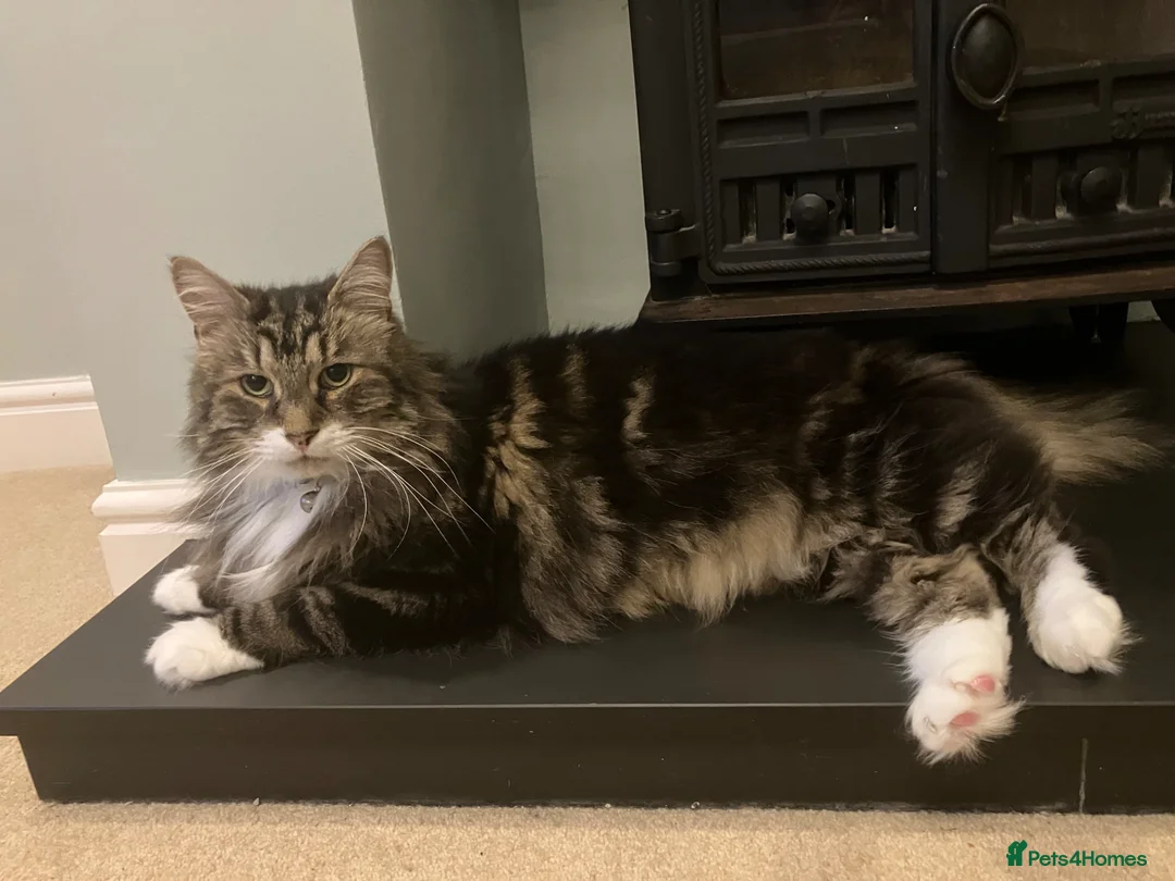 Mixed Breed cats for sale: Large loving male long haired tabby in Malvern - Advert 1
