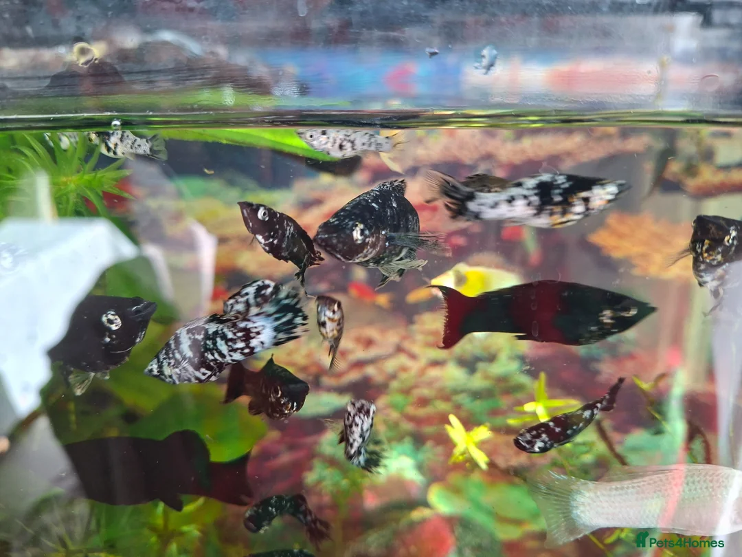 Platies fish for sale: School of baby fish molly / cowfish  in Arlesey - Advert 1