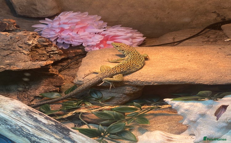 Lizard reptiles - Advert 1
