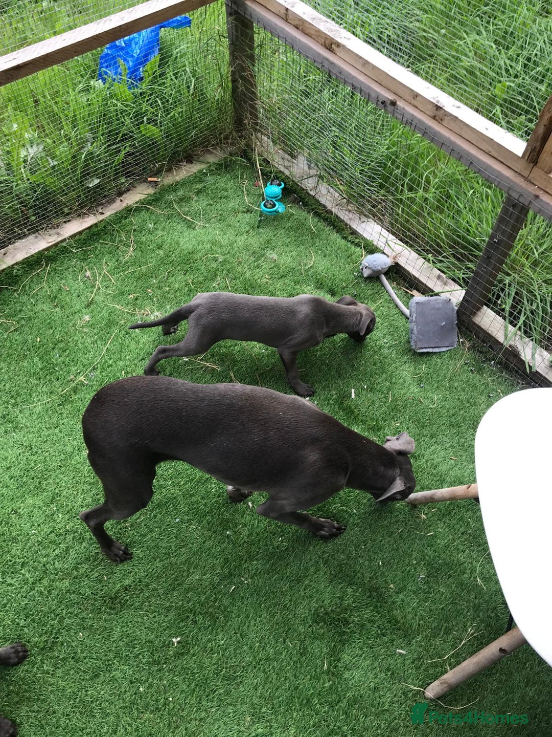 Whippet dogs for sale: KC whippets  - Image 5