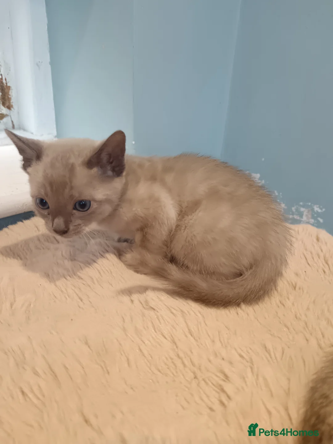 Bengal cats for sale: Tica RG pure bengals - Advert 1