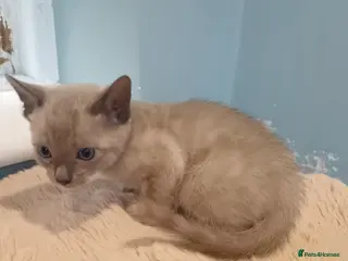 Bengal cats Tica RG pure bengals - Advert 1