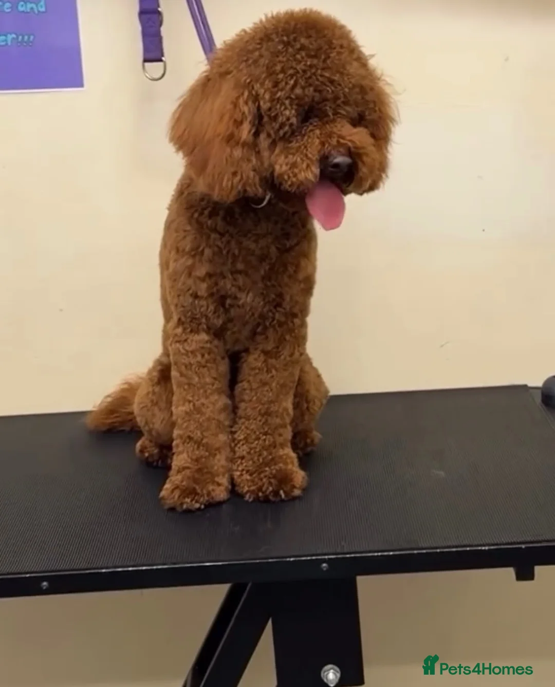 Miniature Poodle dogs for stud: Teddy  - Advert 29