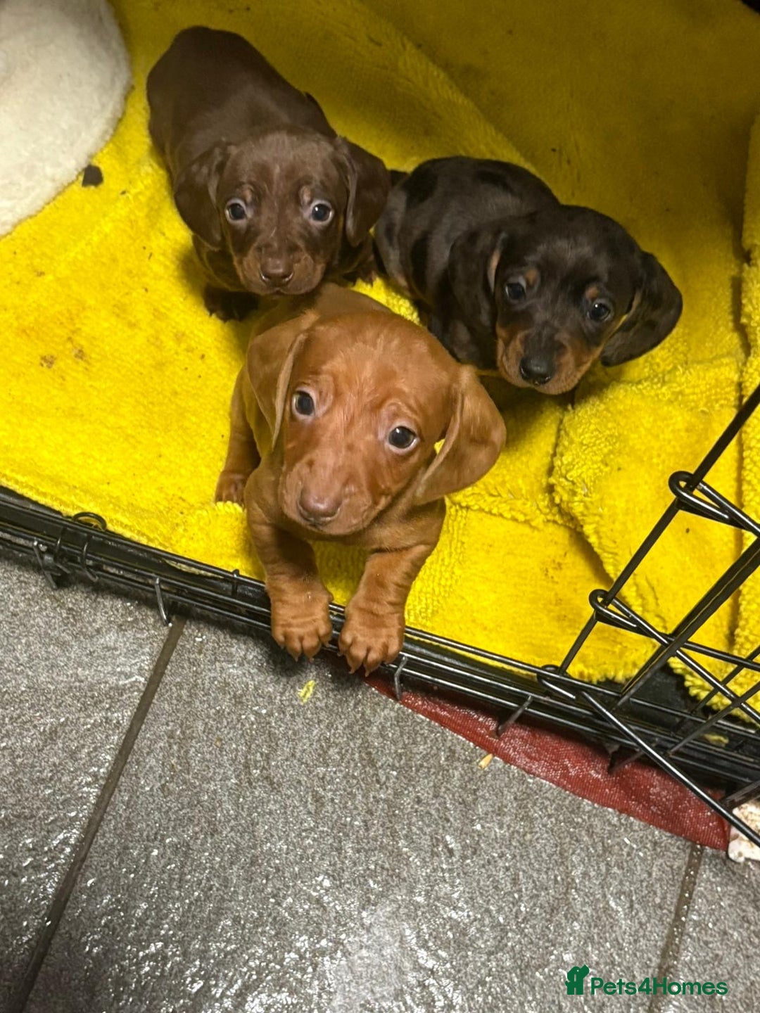 Dachshund dogs for sale: Dachshund puppies  - Advert 11
