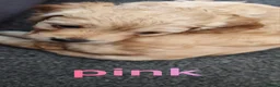 Cockapoo dogs for sale: Beautiful Cockapoo Puppies🐾 - Advert 14