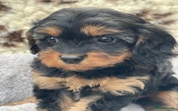 Cavapoo dogs for sale: Toy Cavapoo puppies  - Image 5