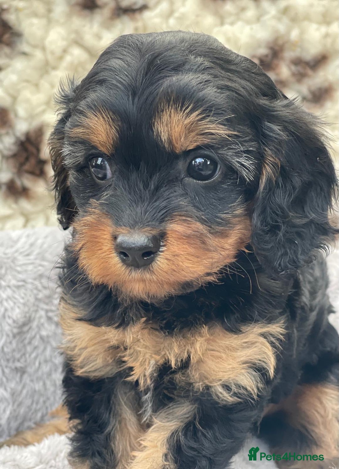 Cavapoo dogs for sale: Toy Cavapoo puppies  - Image 5