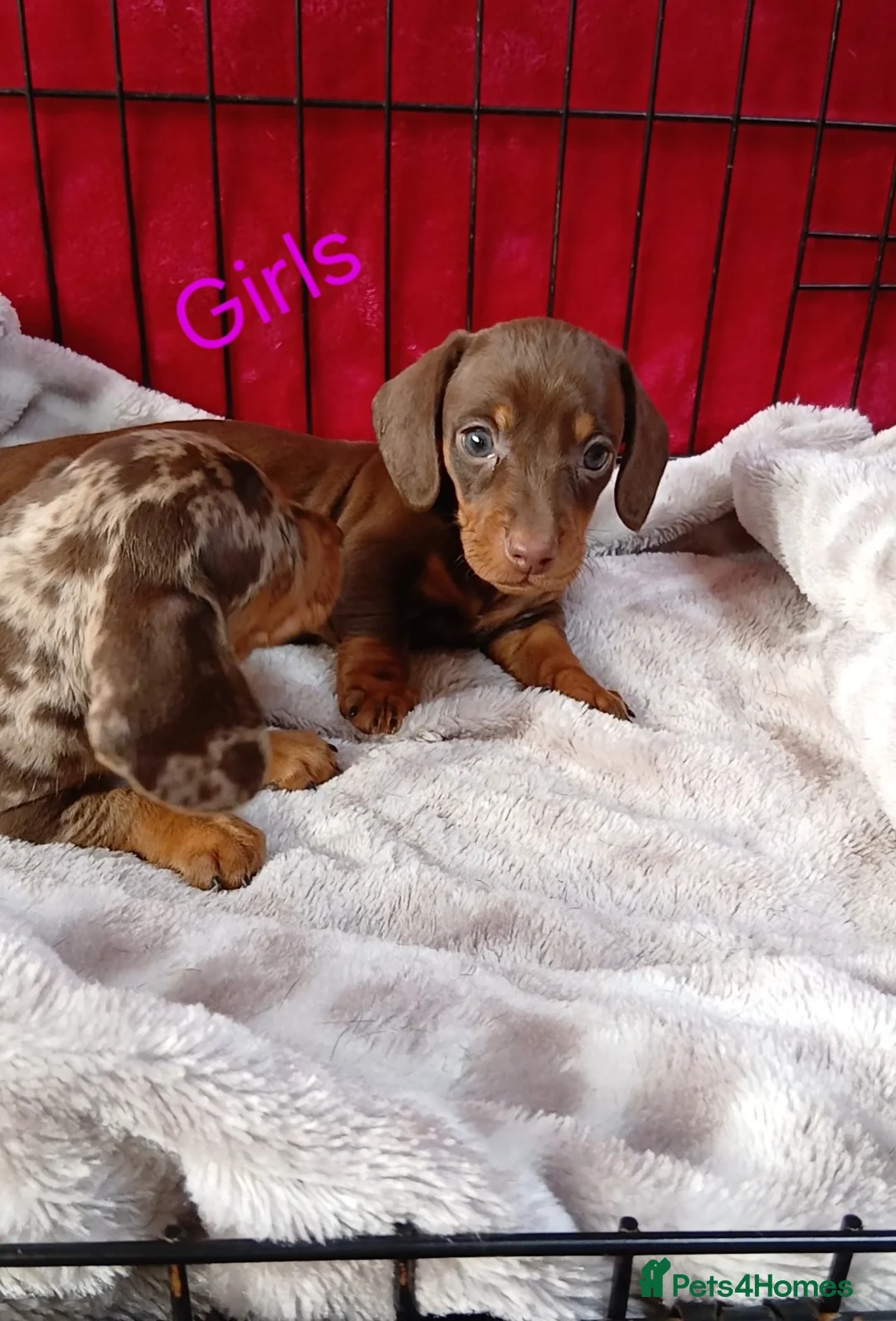 Miniature Dachshund dogs for sale: PRA, STUNNING MINIE'S READY NOW  - Advert 18