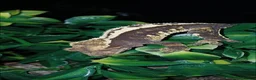 Gecko reptiles for sale: Baby Crested Geckos!! - Advert 5
