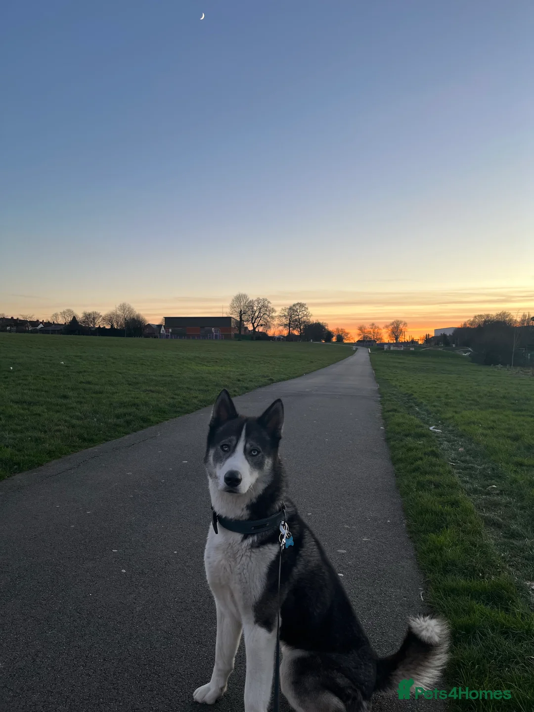 Siberian Husky dogs for stud: Pablo  in Birmingham - Advert 7