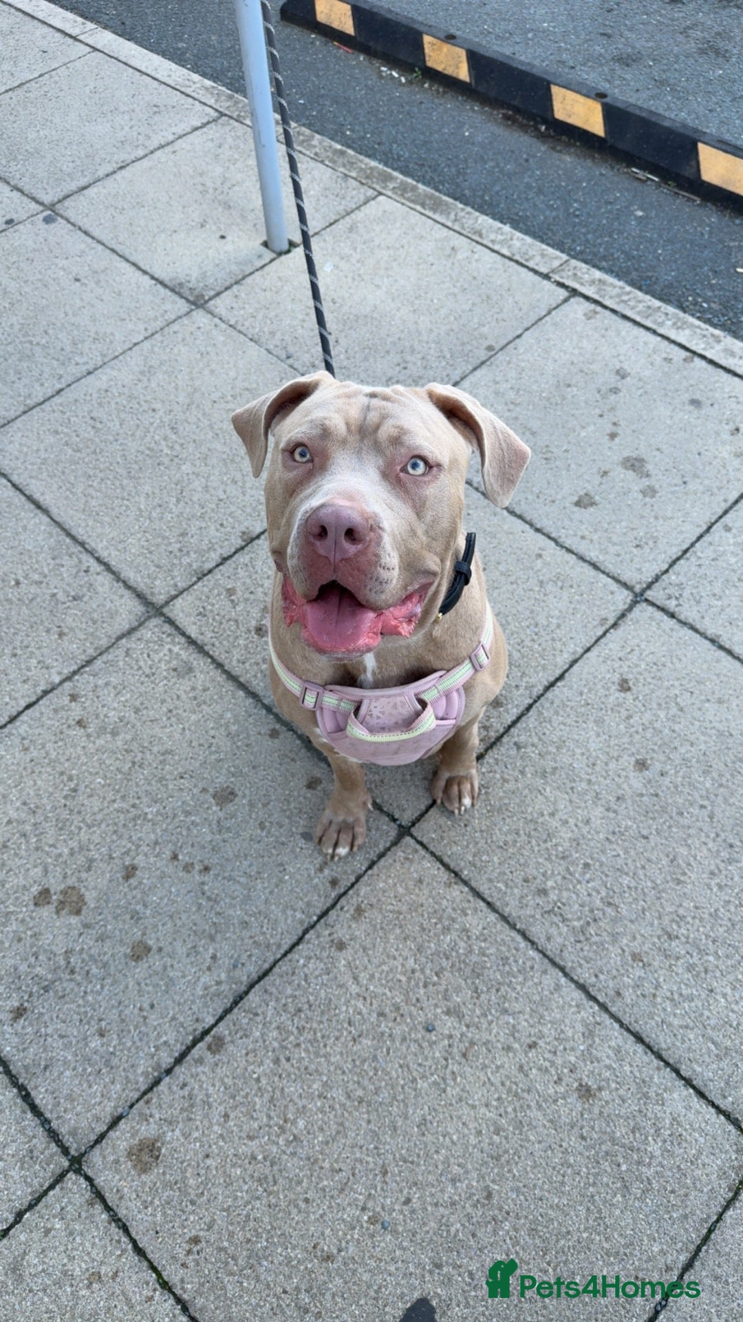 Mixed Breed dogs Skylar  - Advert 10