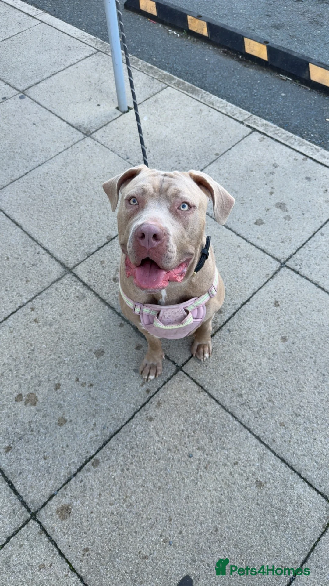 Mixed Breed dogs for sale: Skylar  in Bradford - Advert 1