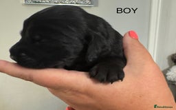 Sprocker dogs for sale: Sprockers - Image 7