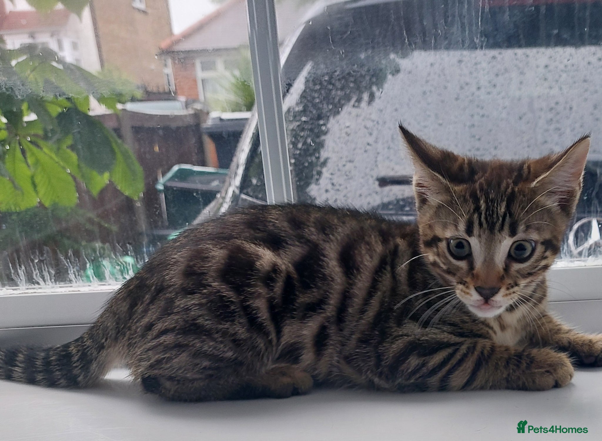 Mixed Breed cats for sale: X Bengal Kitten Mixed Tabby Boy - Advert 3