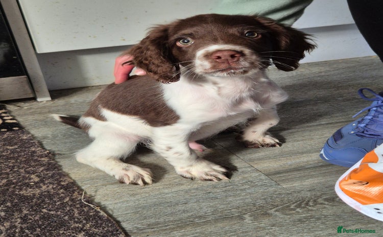 English Springer Spaniel dogs - Advert 17