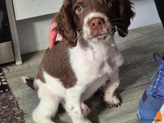 English Springer Spaniel dogs - Advert 15