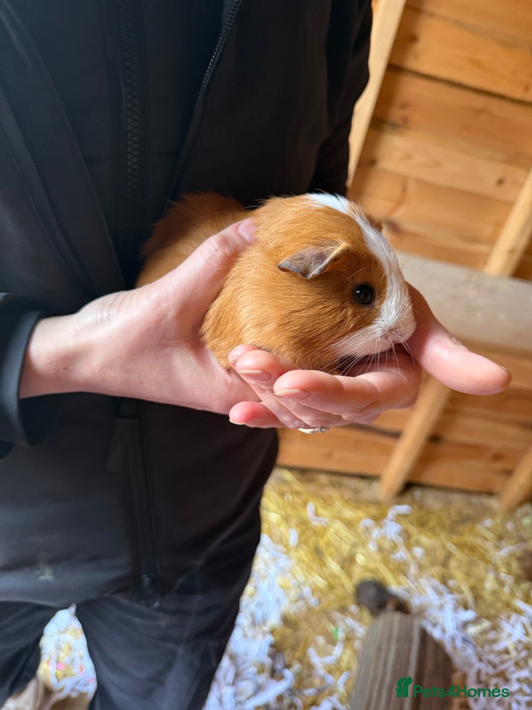 Guinea Pig rodents for sale: Baby Guinea Pigs - Advert 5