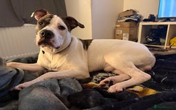 American Bull Staffy dogs for sale: American staff bull terrier  - Image 12