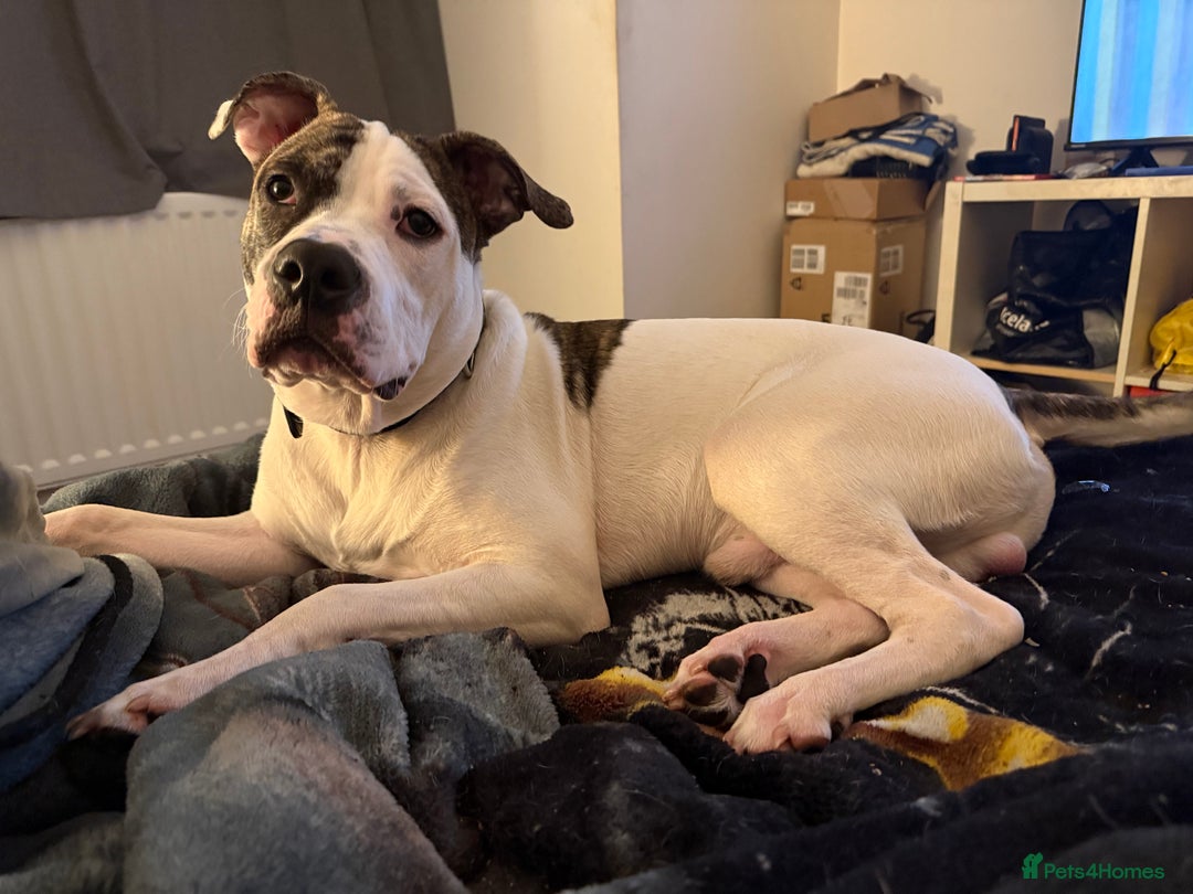 American Bull Staffy dogs for sale: American staff bull terrier  - Image 12