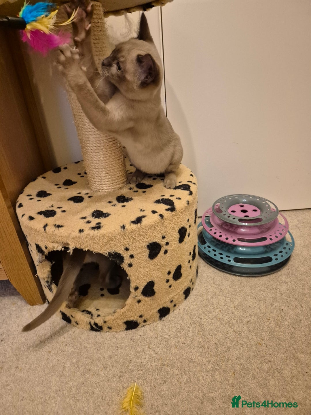 Burmese cats for sale: Pedigree Burmese Kittens - Advert 14