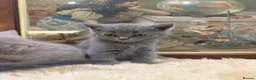 British Shorthair cats for sale: TICA registered Champion Bloodline BSH Kittens - Advert 18