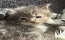 Maine Coon cats for sale: Mainecoons x ragdoll - Image 15