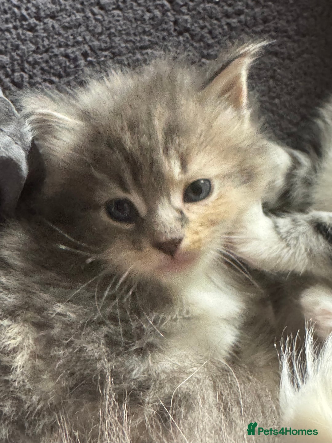 Maine Coon cats for sale: Mainecoons x ragdoll - Image 15