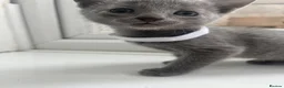 Russian Blue cats for sale: TICA REGISTERED Pure Breed Russian Blue Kittens - Advert 8