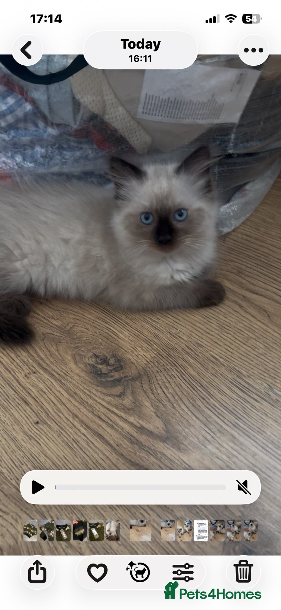 Ragdoll cats Beautiful fluffy Ragdolls  - Advert 2