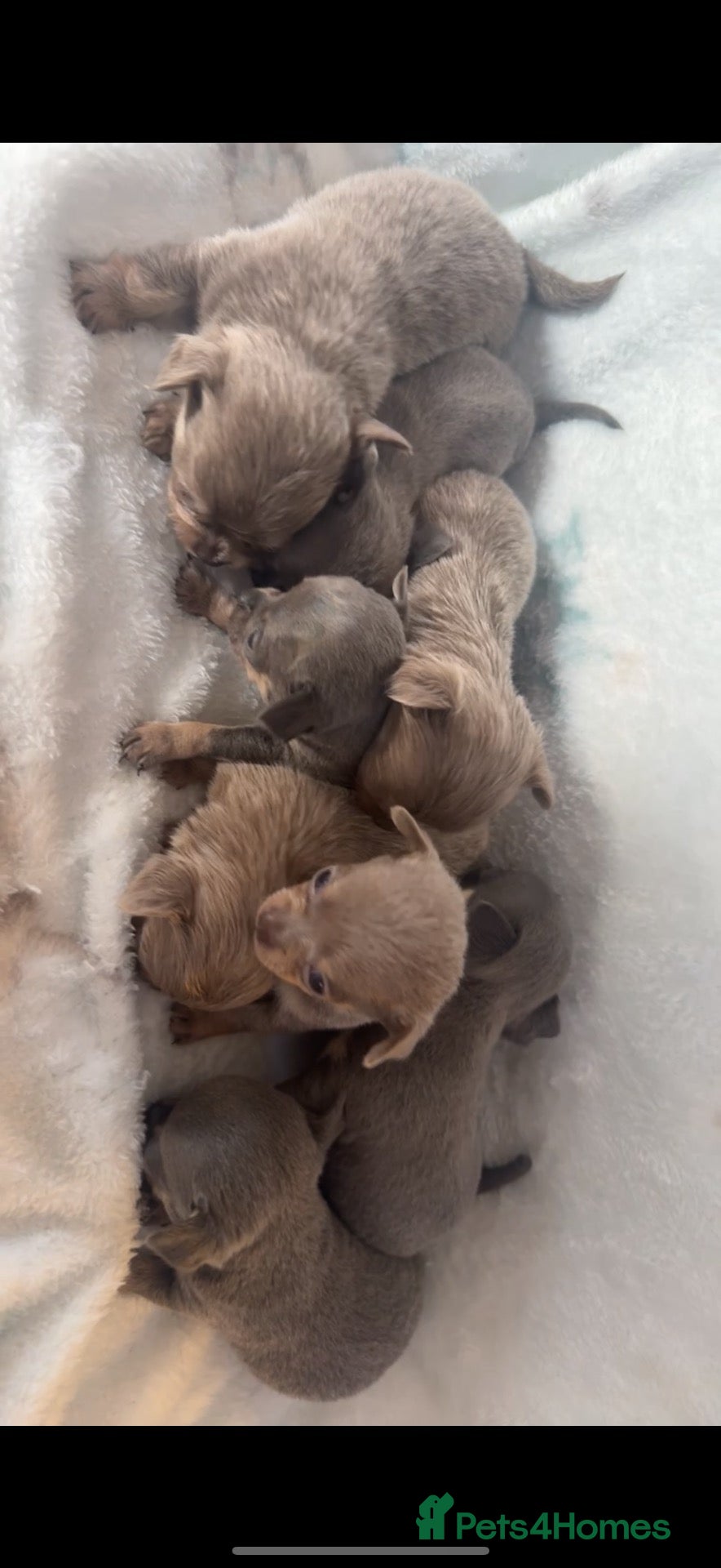 Chihuahua dogs OUTSTANDING BLUE/TAN & LILAC/TAN PUPPIES - Advert 3