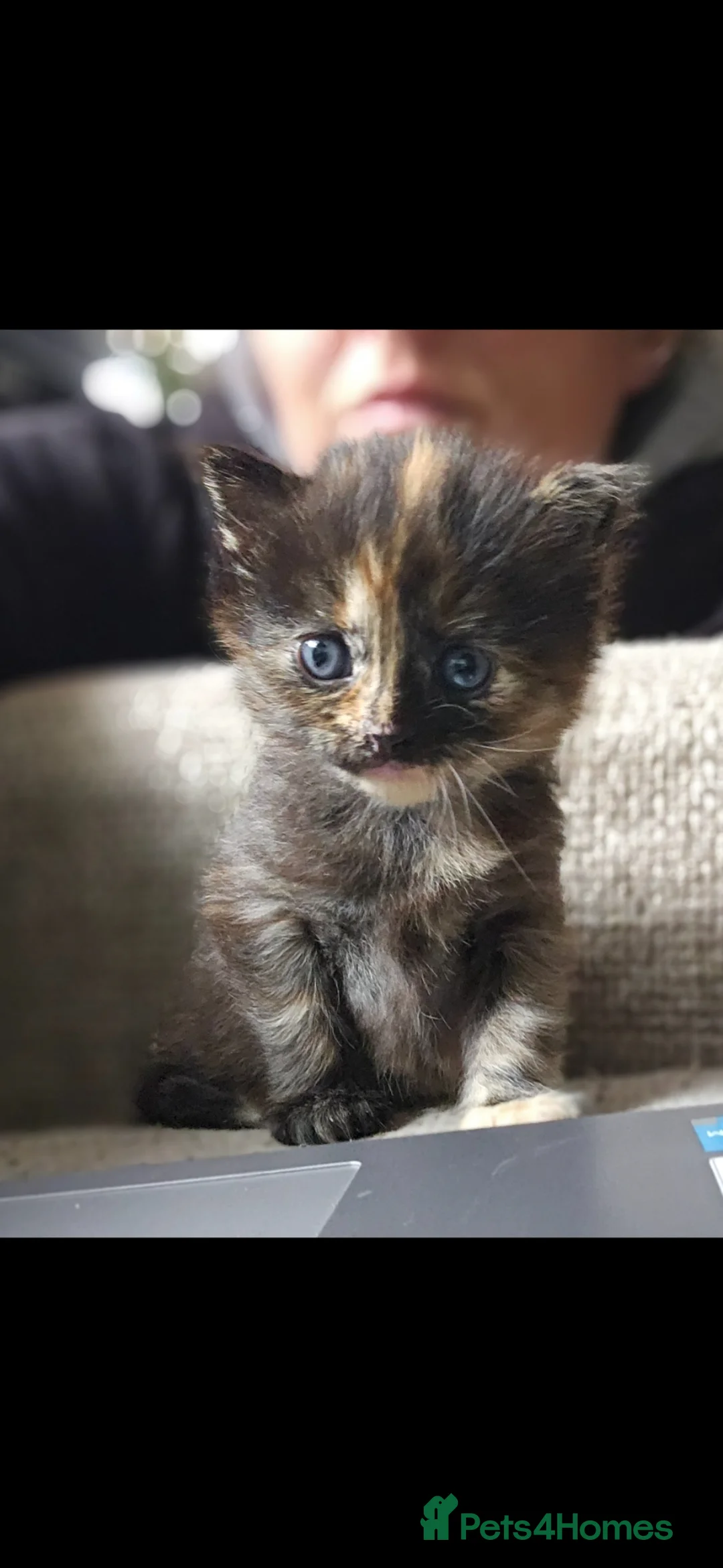 Mixed Breed cats for sale: 1 female kitten - Advert 1