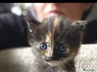 Mixed Breed cats 1 female kitten - Advert 5
