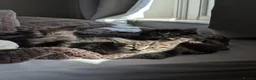 Mixed Breed cats for sale: Four beautiful kittens looking for a forever home  in Bristol - Advert 4