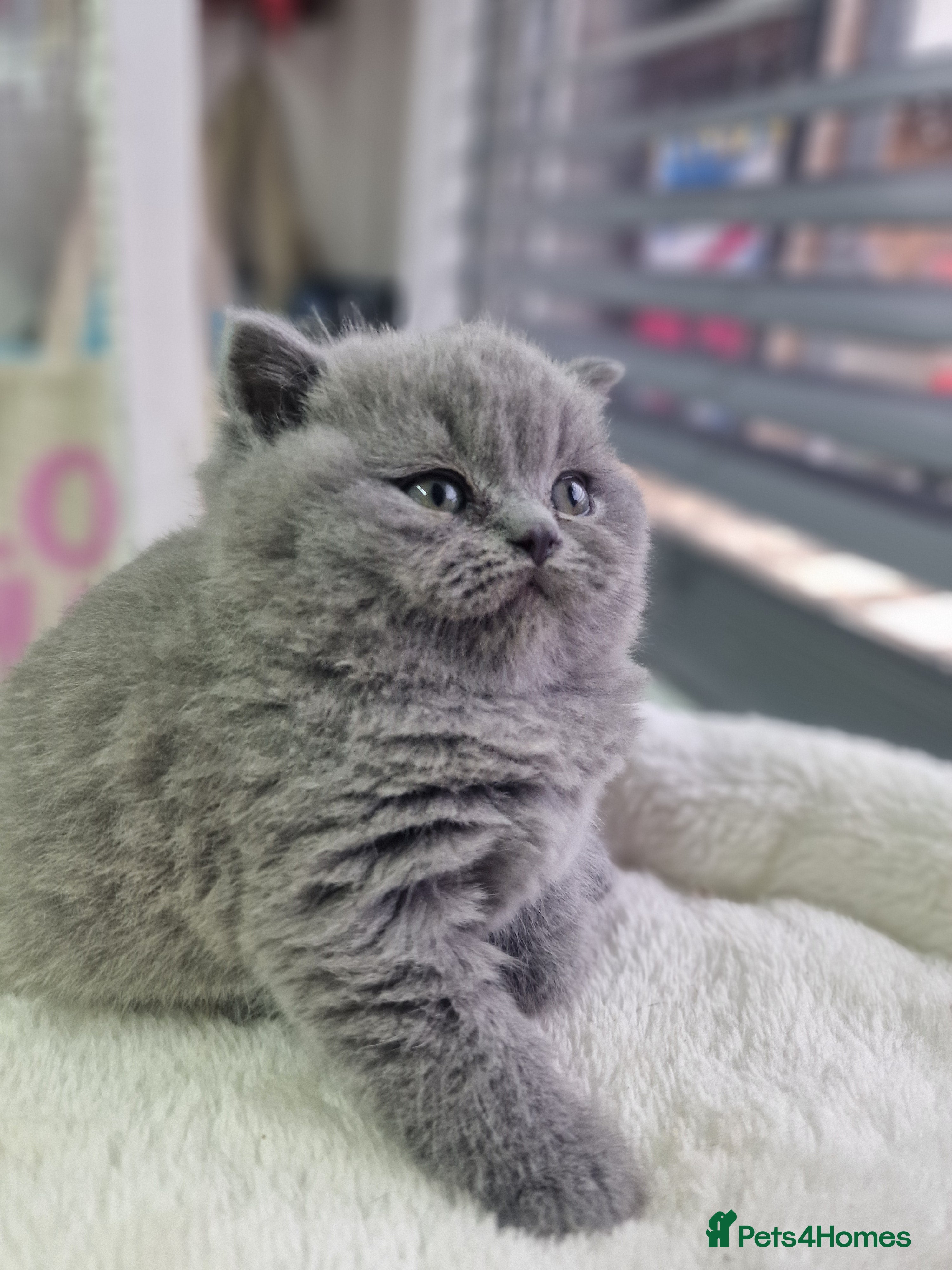 British Shorthair cats blue boy left. Chunky champion british shorthair - Advert 4