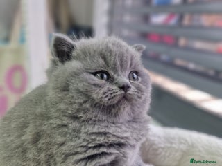 British Shorthair cats blue boy left. Chunky champion british shorthair - Advert 4