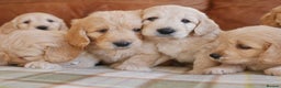 Mini Goldendoodle dogs for sale: Quality Health Tested F1 Miniature Goldendoodles  - Advert 5