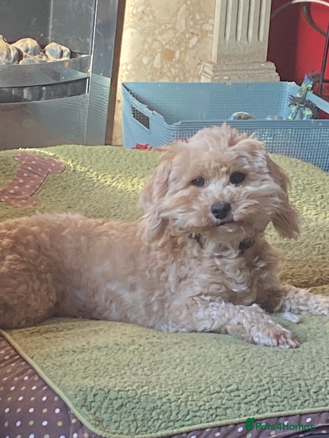 Cockapoo dogs for sale: Cooper yankydoodle - Image 3