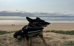 German Shepherd dogs for sale: German Shepherd female for sale - Image 2
