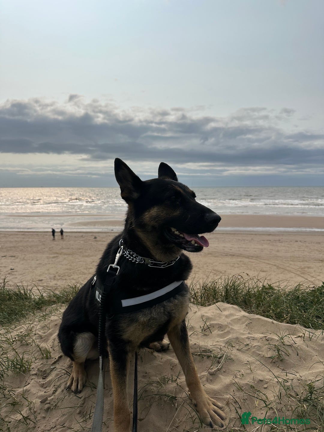 German Shepherd dogs for sale: German Shepherd female for sale - Image 2