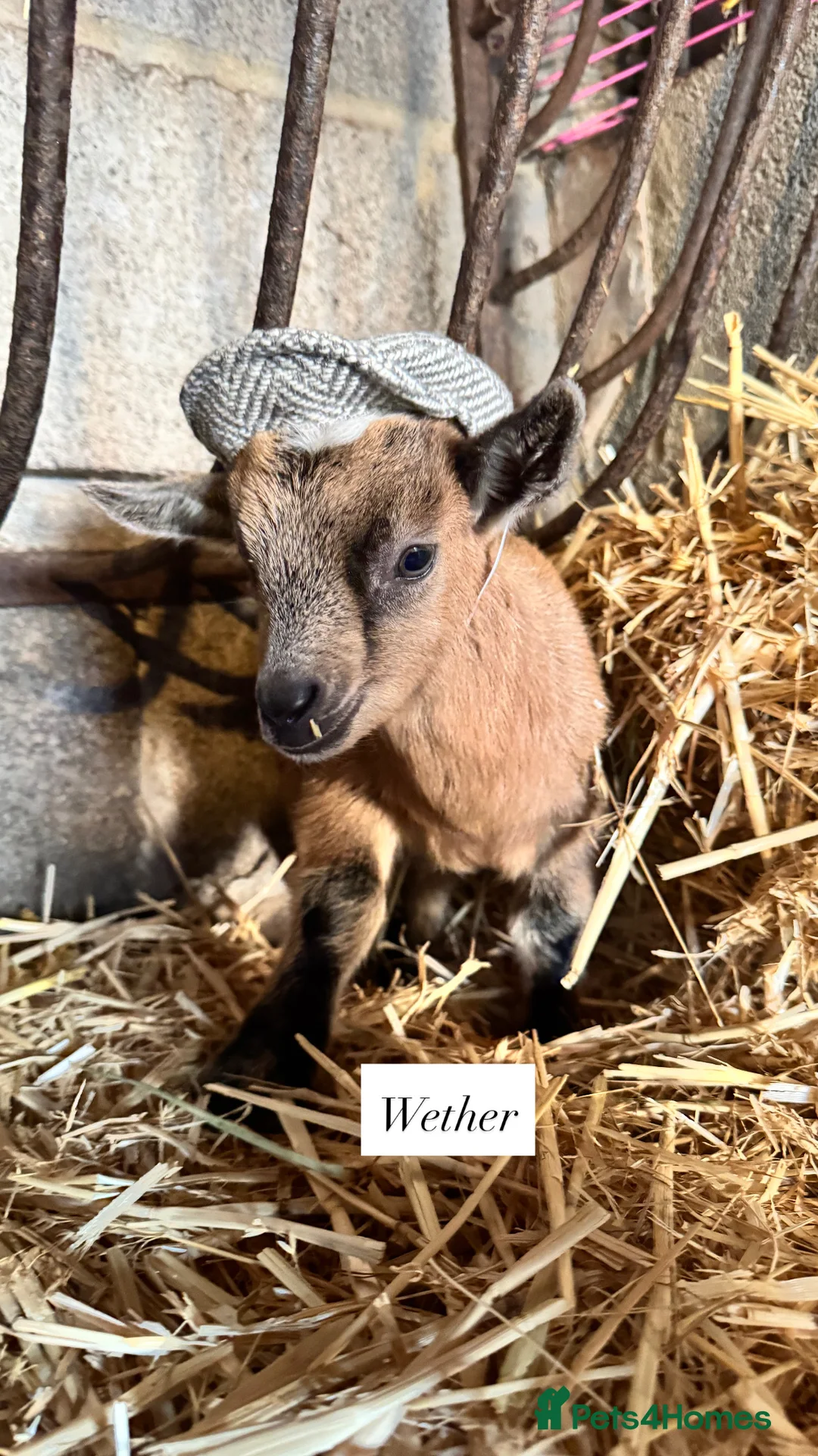Goats livestock for sale: Baby Pygmy goats  - Advert 4