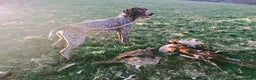 German Shorthaired Pointer dogs for stud: Experienced GSP Working Gundog STUD Twisted Embers in Ludlow - Advert 13