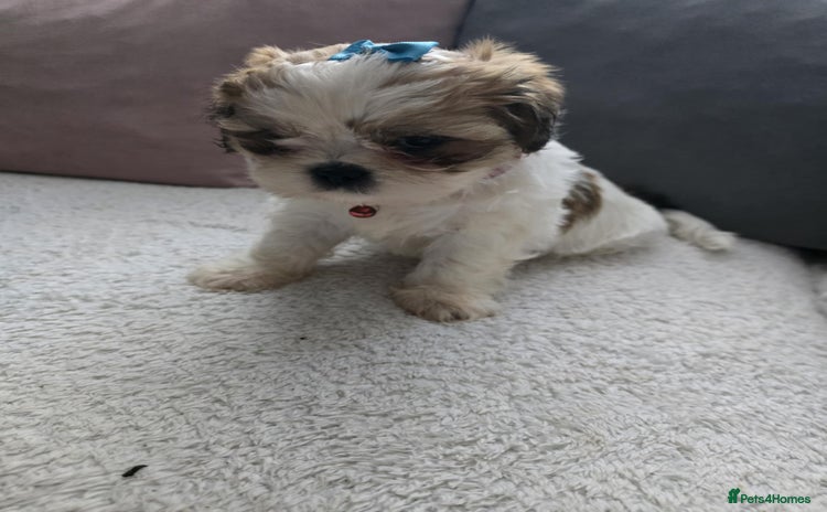 Shih Tzu dogs - Advert 20