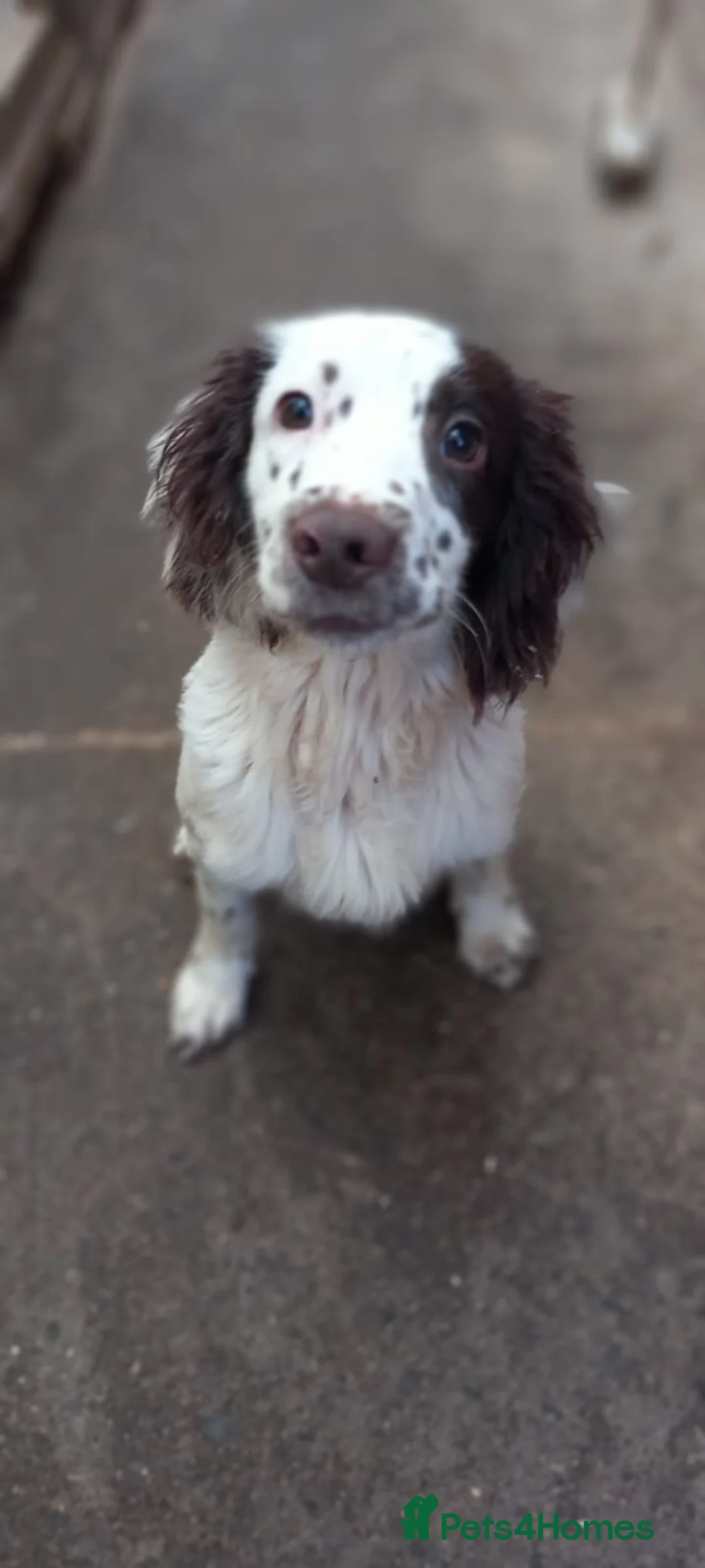 English Springer Spaniel dogs for sale: ESS male dog pup - Advert 1