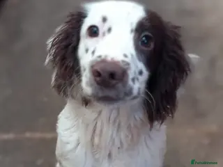 English Springer Spaniel dogs ESS male dog pup - Advert 1
