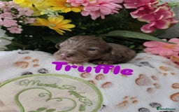 Cavapoo dogs for sale: Cavapoo F1B pups licensed Breeder/health tested  - Image 32